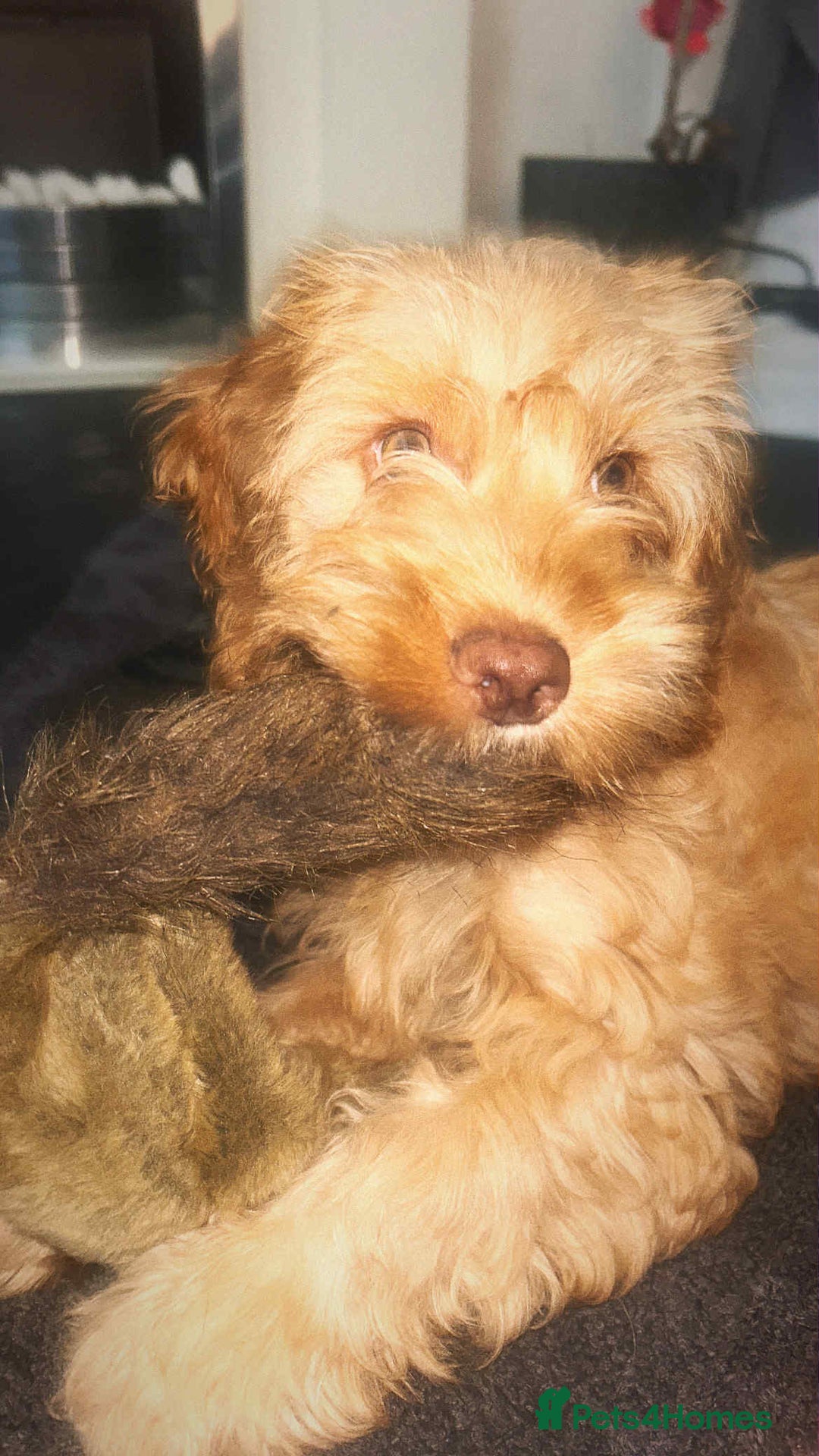 Cockapoo dogs for sale: Beautiful female cockerpoo puppy - Image 2
