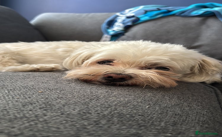 Maltese dogs - Advert 5