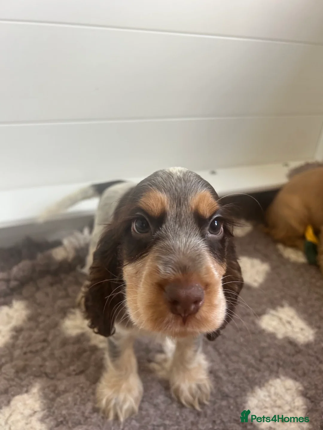 Cocker Spaniel dogs for sale: Cocker Spaniels ready to leave soon! in Lewes - Advert 2