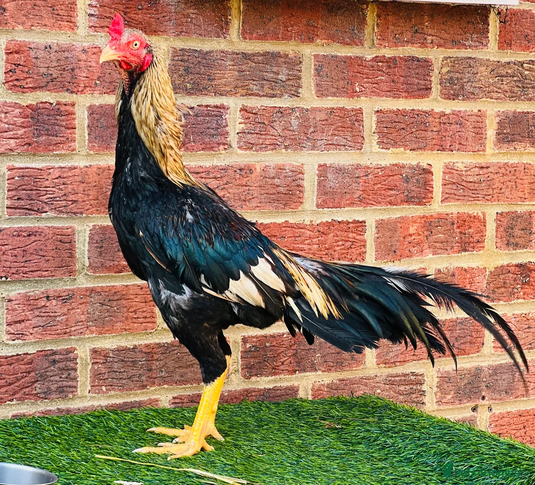 Chickens poultry for sale: Asil Stag - Advert 2