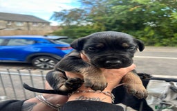 Mixed Breed dogs for sale: Doberman x cane corso  - Image 20