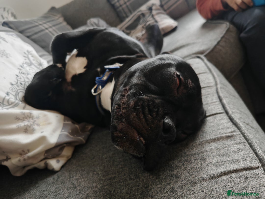 Mixed Breed dogs for sale: Mickey 🐕 - Advert 2