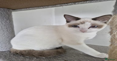 Snowshoe cats Really friendly rare Pedigree snowshoe ready today - Advert 3