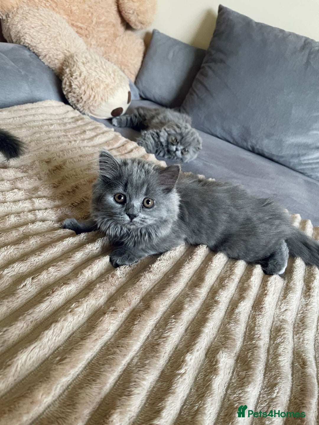 Scottish Fold cats for sale: Scottish fold Longhair - Image 10