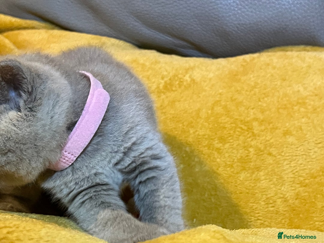 British Shorthair cats for sale: British Shorthair Kittens – Loving Homes Only 🐾 - Advert 15