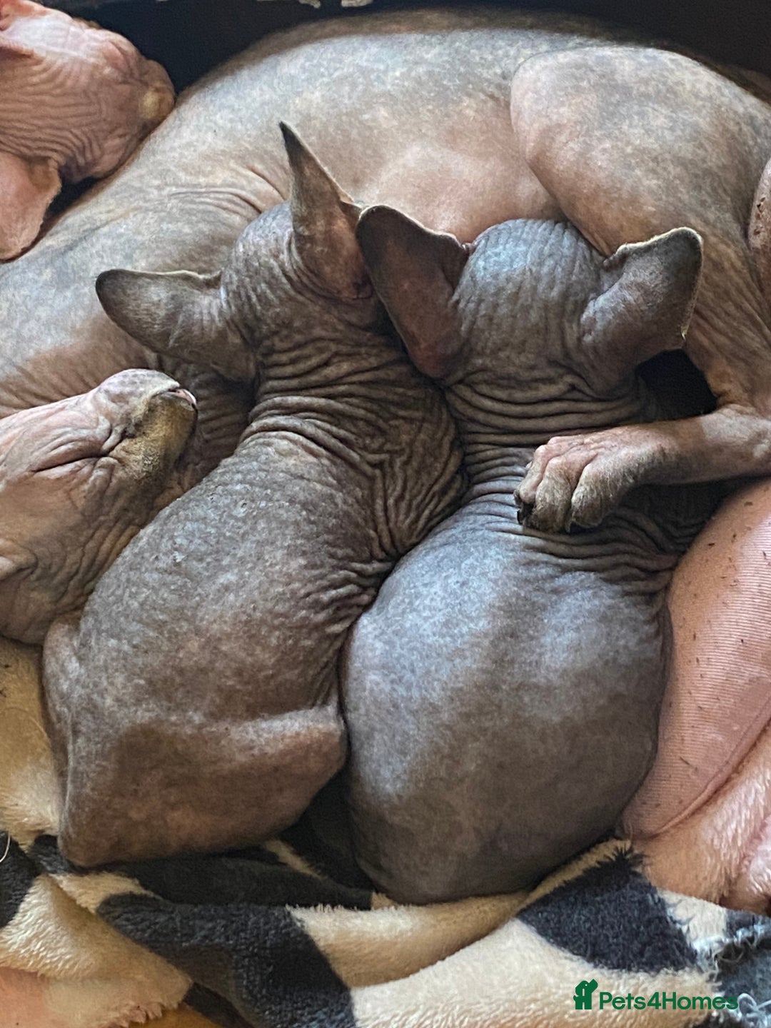 Sphynx cats for sale: Sphynx kittens  - Image 2
