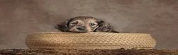 Miniature Dachshund dogs for sale: Miniature Long haired Dachshunds - Shaded Cream in Swindon - Advert 10