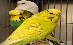 Budgerigars birds for sale: Reserved 4 Budgies searching for new homes  - Image 5