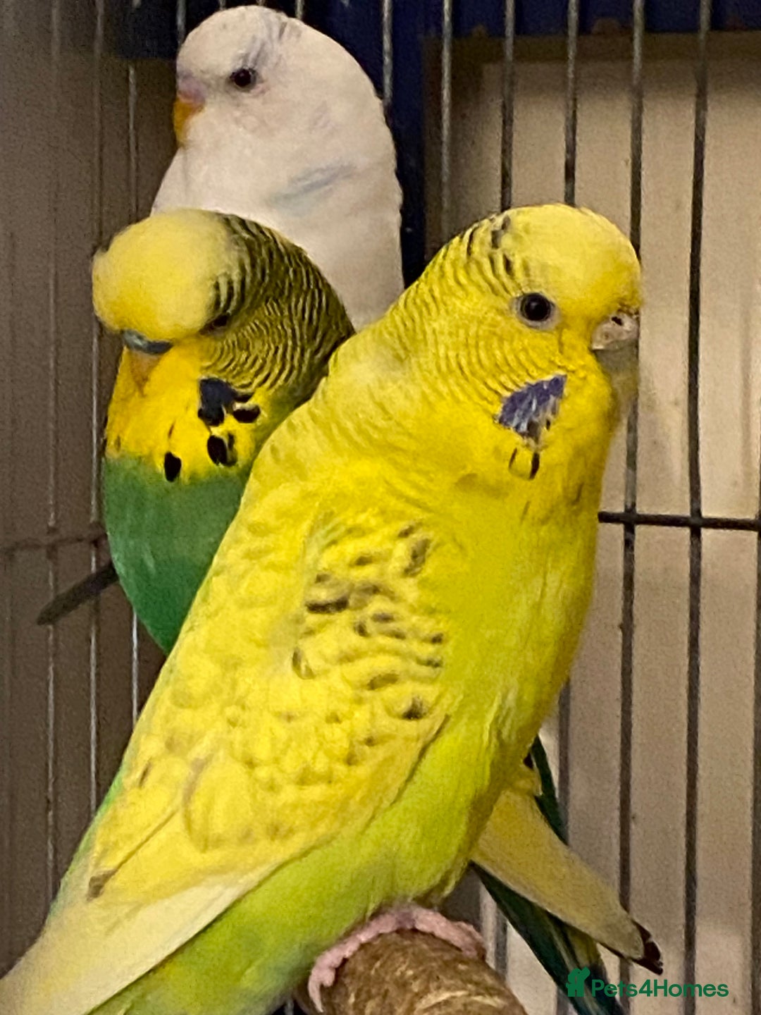 Budgerigars birds for sale: Reserved 4 Budgies searching for new homes  - Image 5