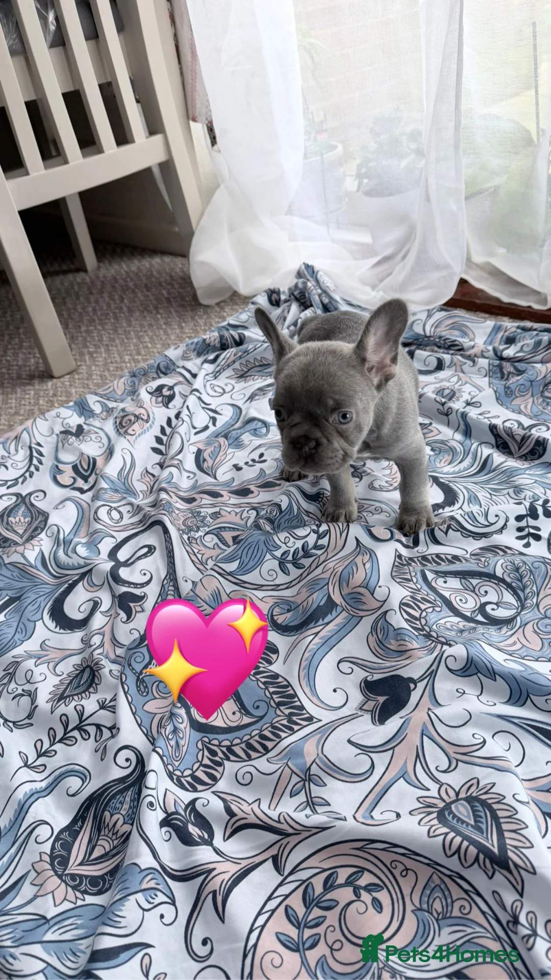 French Bulldog dogs for sale: FrenchBulldog Puppies Ready forTheirForeverHomes🐾 - Advert 25