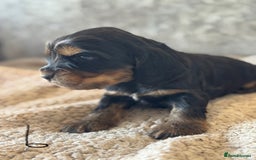 Cocker Spaniel dogs for sale: 100% TRUE SHOW TYPE HEALTH TESTED COCKER SPANIELS  - Advert 26