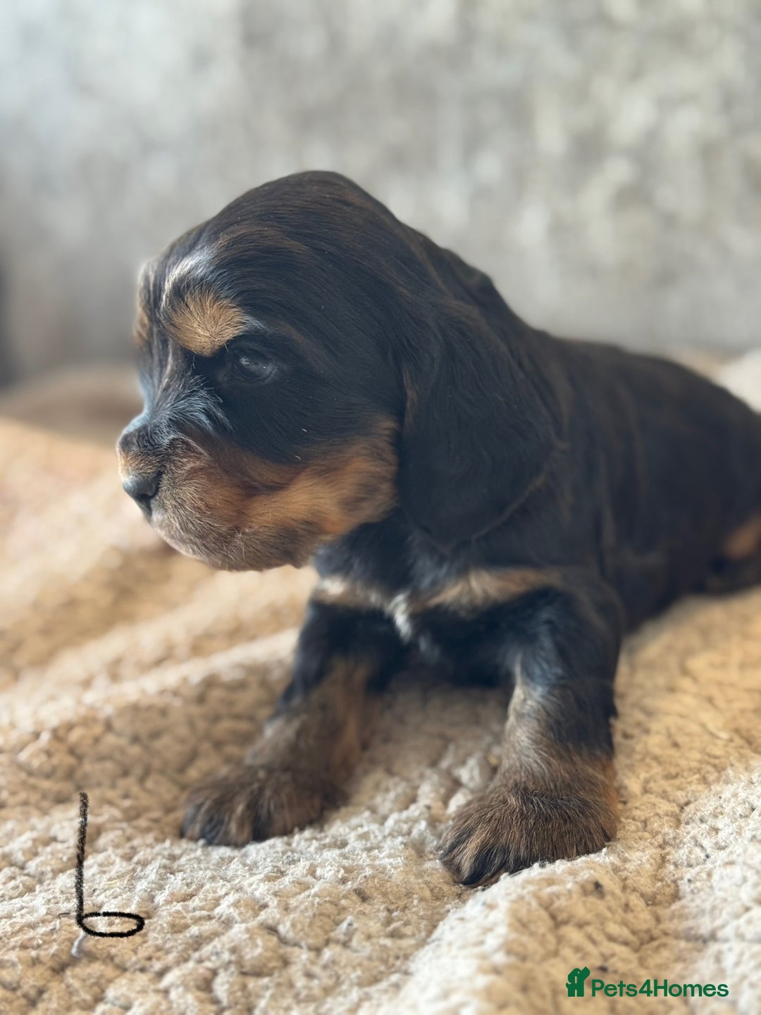 Cocker Spaniel dogs for sale: 100% TRUE SHOW TYPE HEALTH TESTED COCKER SPANIELS  - Advert 26