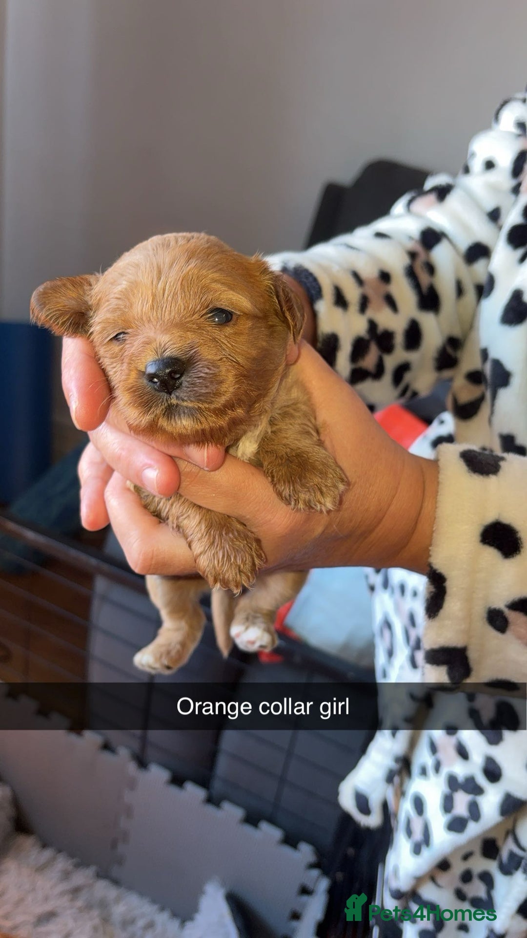 Cavapoochon dogs for sale: Cavapoochon puppies  - Advert 12