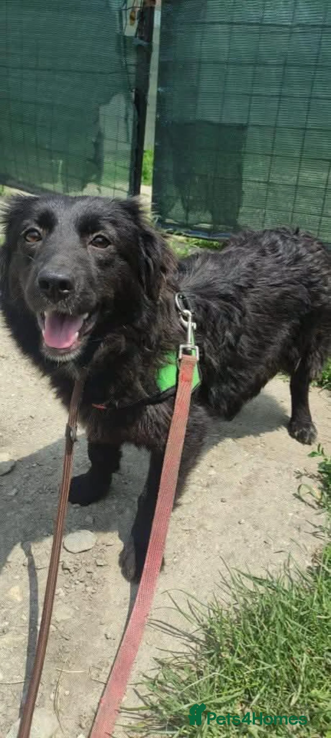 Mixed Breed dogs for adoption: Meet Carmel, currently residing in Cheshire  in Altrincham - Advert 2