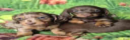 Miniature Dachshund dogs for sale: ⚜️KC PRA clear TINY Miniature dachshund puppies  - Advert 10
