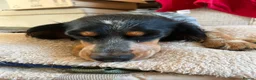 Mixed Breed dogs for adoption: Pippa - Waiting for her Special Someone in Cambridge - Advert 5