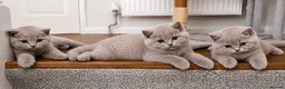 Scottish Fold cats for sale: Adorable Scottish Fold & Scottish Straight Kittens - Advert 4