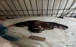 Mixed Breed dogs for sale: Jackawawa puppies - Image 7