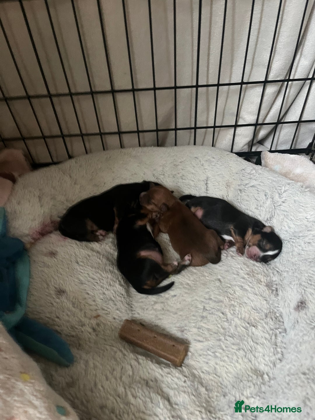 Mixed Breed dogs for sale: Jackawawa puppies - Image 7