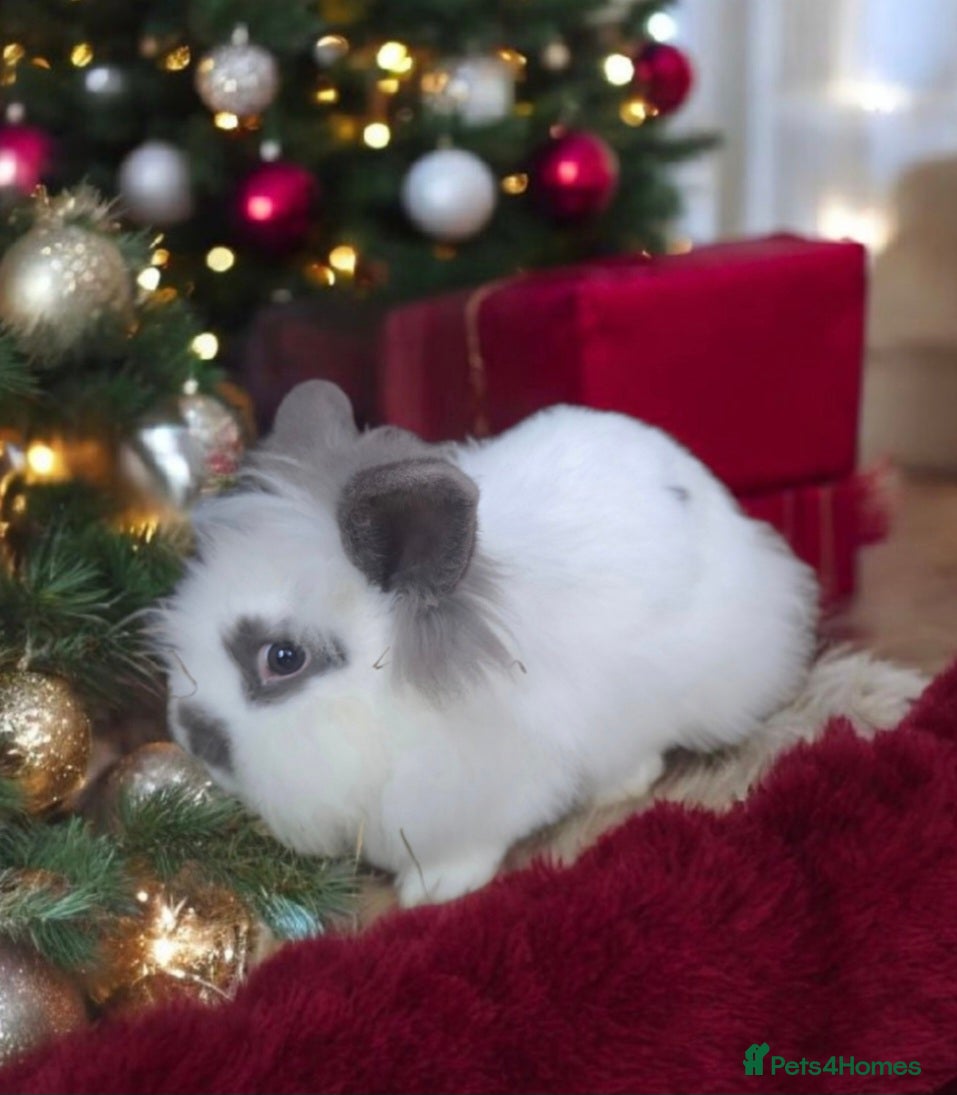 Mini Lion Lop rabbits Female & Male  mini lion  lop    - Advert 2