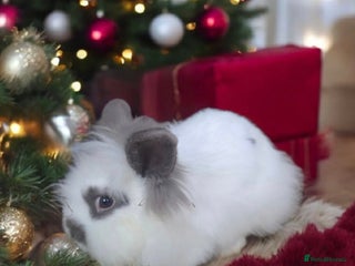 Mini Lion Lop rabbits Female & Male mini lion lop - Advert 2