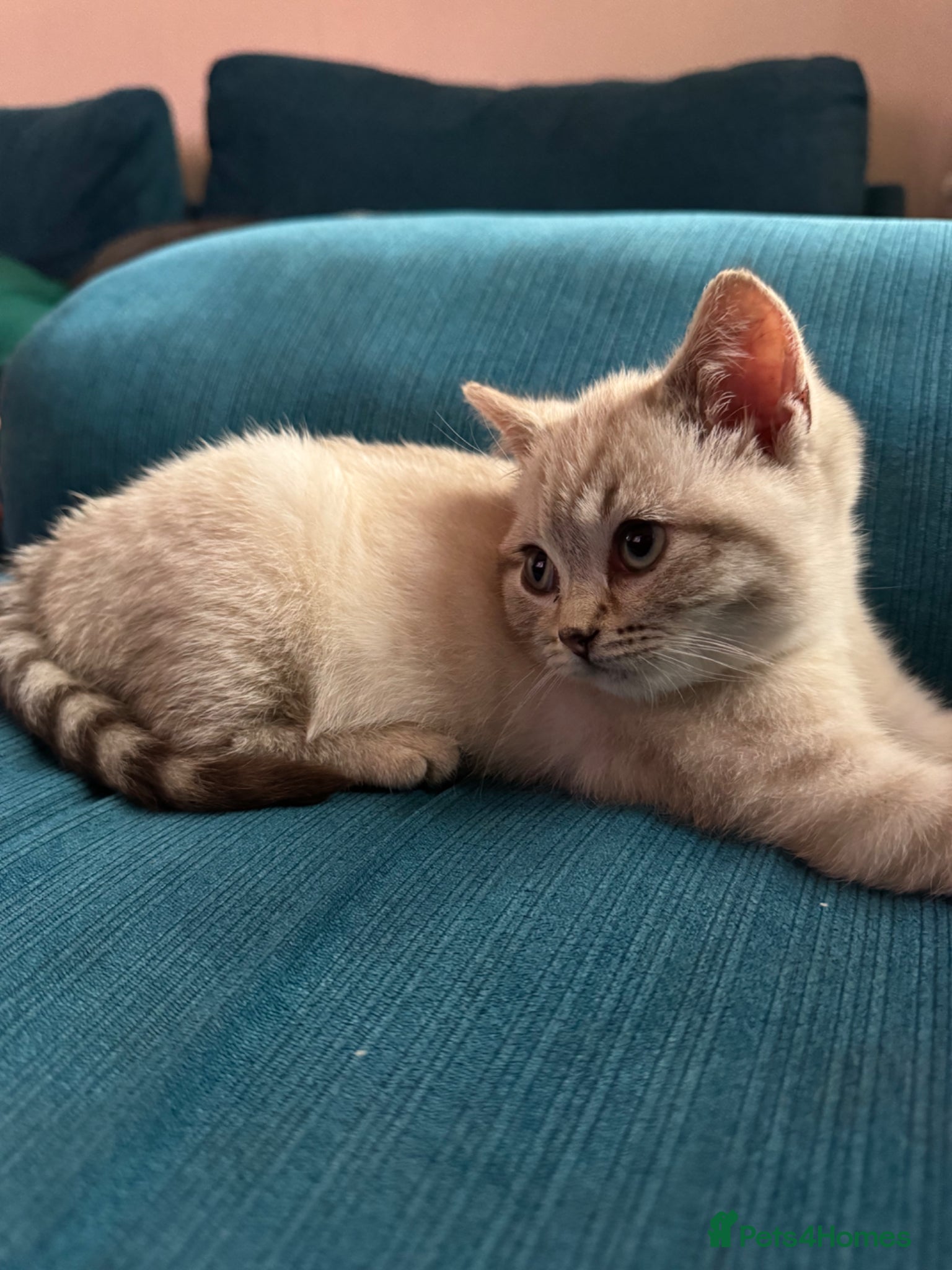 British Shorthair cats for sale: Female British shorthair kitten  - Advert 6