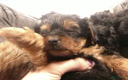 Yorkiepoo dogs for sale: Tiny Yorkipoos beautiful fluff balls puppies - Image 33