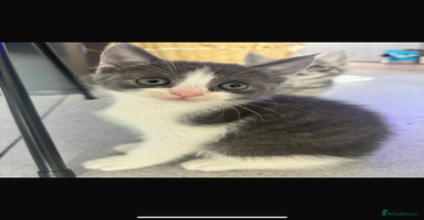 British Shorthair cats - Advert 14