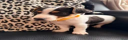Jack Russell dogs for sale: Jack Russell Puppies  - Advert 11