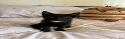 Domestic Shorthair cats for sale: 3 black kittens  - Advert 9