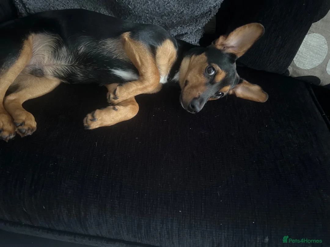 Mixed Breed dogs for sale: Yorkshire terrier x in Wigan - Advert 2
