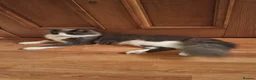 Mixed Breed cats for sale: Maincoon x NFC x Blue russian kittens  - Advert 9