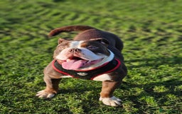 Dorset Olde Tyme Bulldogge dogs for sale: Coco old time English  - Image 1