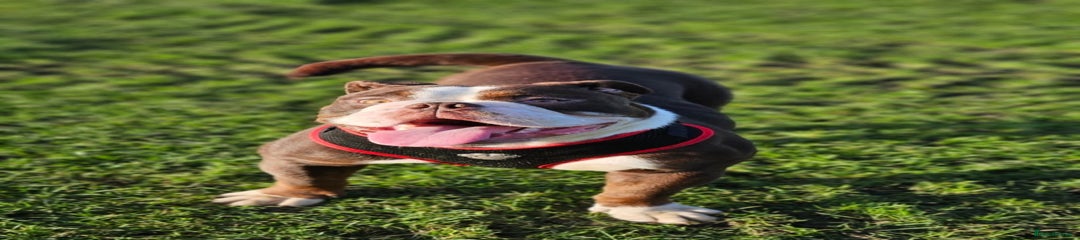 Dorset Olde Tyme Bulldogge Puppy 1