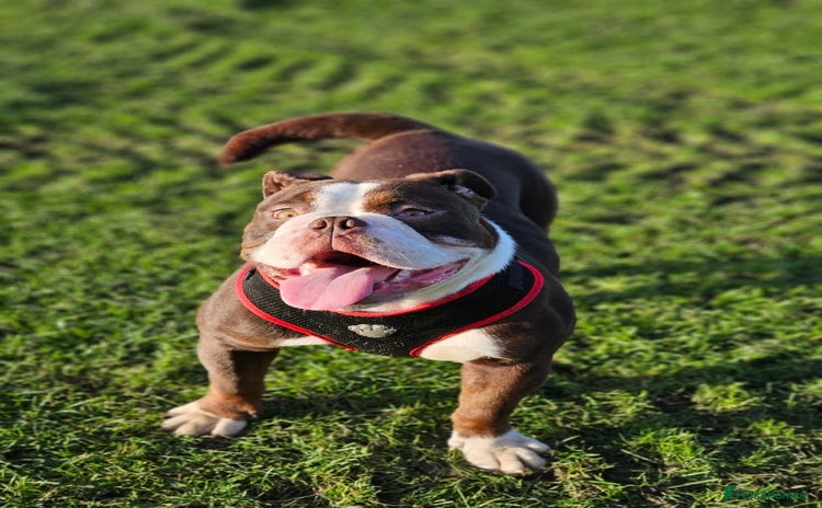 Dorset Olde Tyme Bulldogge dogs - Advert 1