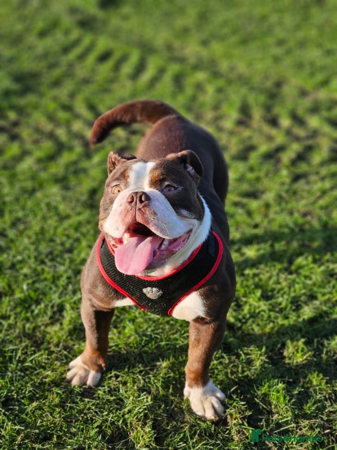 Dorset Olde Tyme Bulldogge dogs for sale: Coco old time English  - Image 1