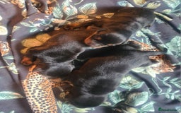 Rottweiler dogs for sale: Stunning rottweiler puppies  - Image 14