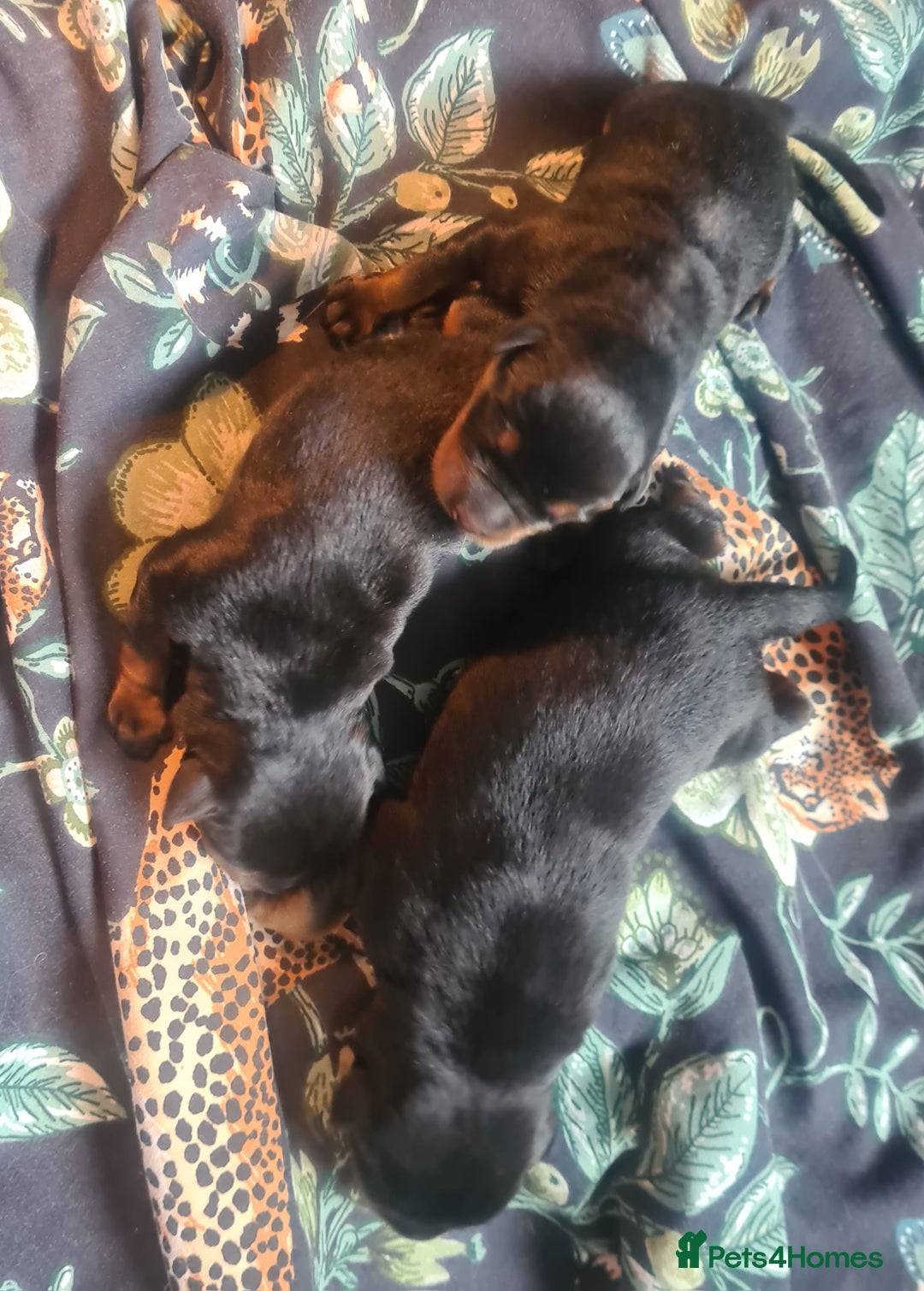 Rottweiler dogs for sale: Stunning rottweiler puppies  - Image 14