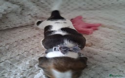 Beagle dogs for sale: KC Registered beagle puppies - Image 18