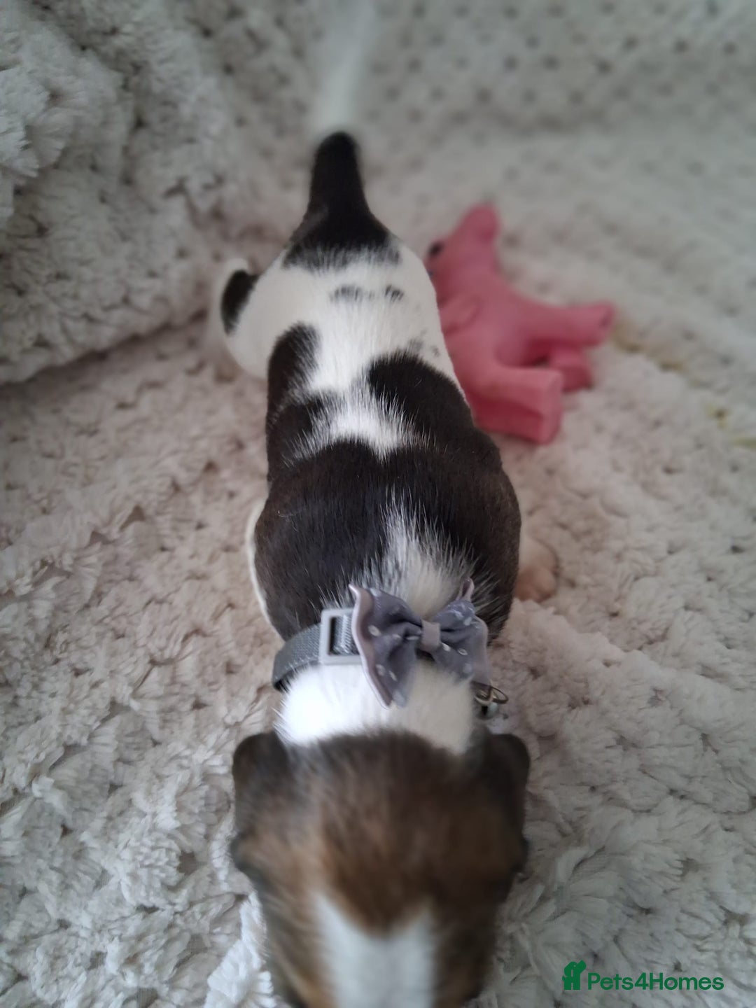 Beagle dogs for sale: KC Registered beagle puppies - Image 18