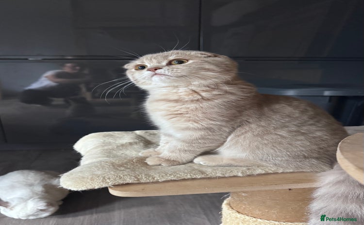 Scottish Fold cats in Croydon - Advert 7