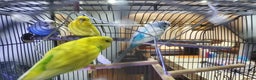 Budgerigars birds for sale: 4 budgies for sale, CHEAP and URGENT ❤ - Advert 1