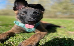 Mixed Breed dogs for sale: German shepherd cross Belgian malinios 8 months  - Image 14