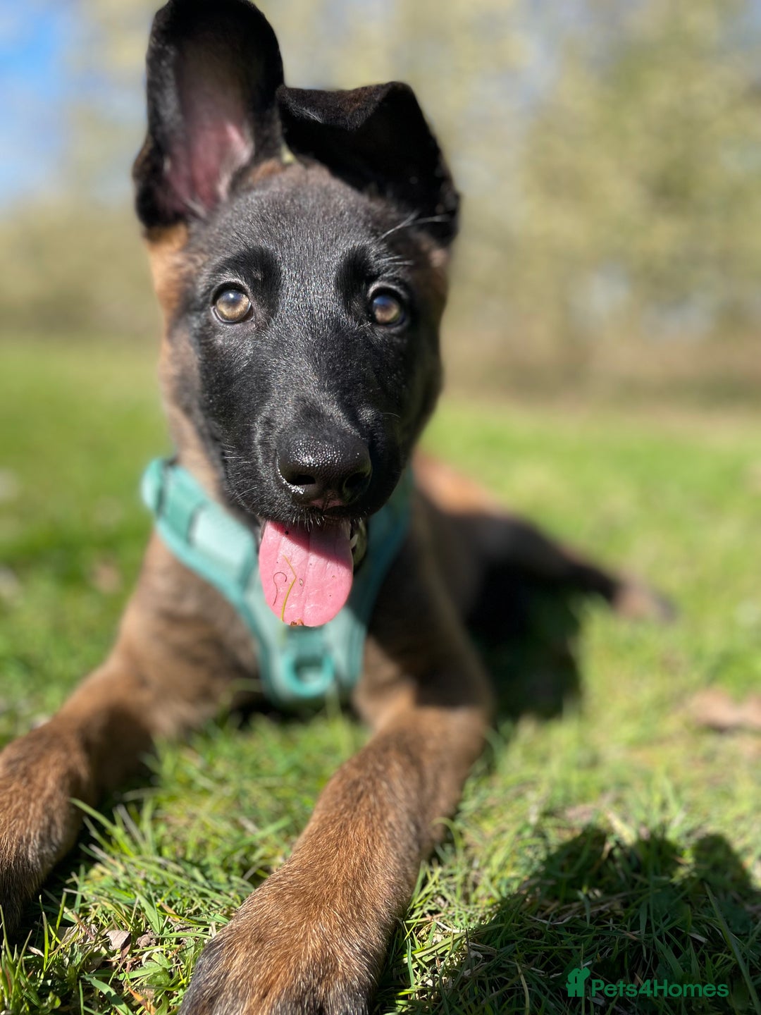 Mixed Breed dogs for sale: German shepherd cross Belgian malinios 8 months  - Image 14
