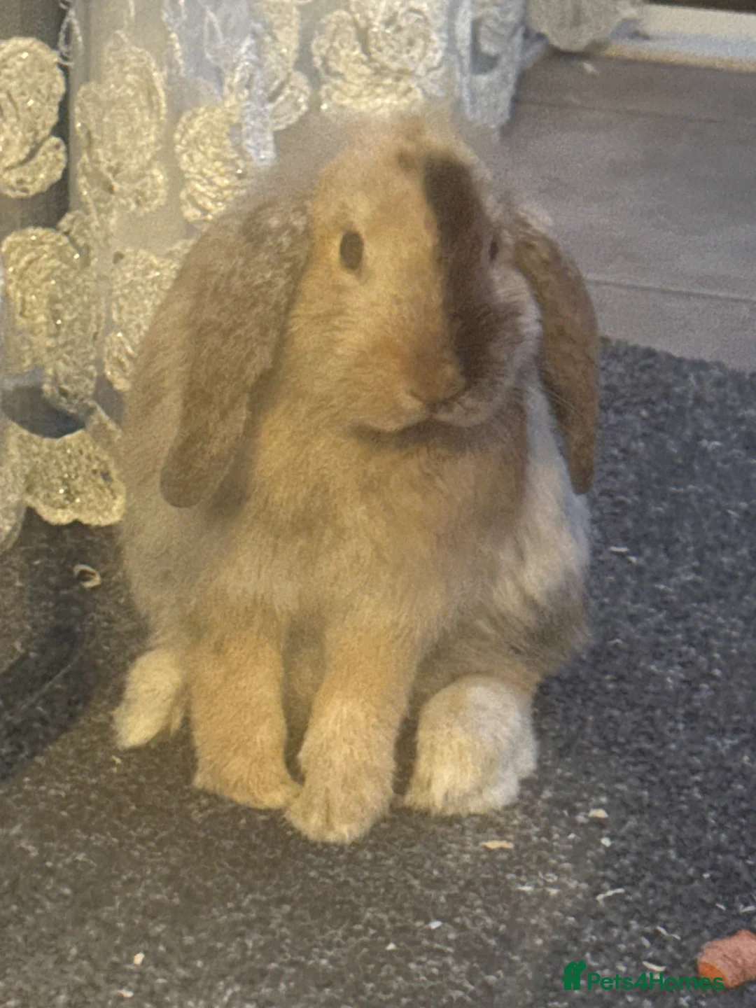 Mini Lop rabbits for sale: Mini Lop bunny in Cardiff - Advert 1