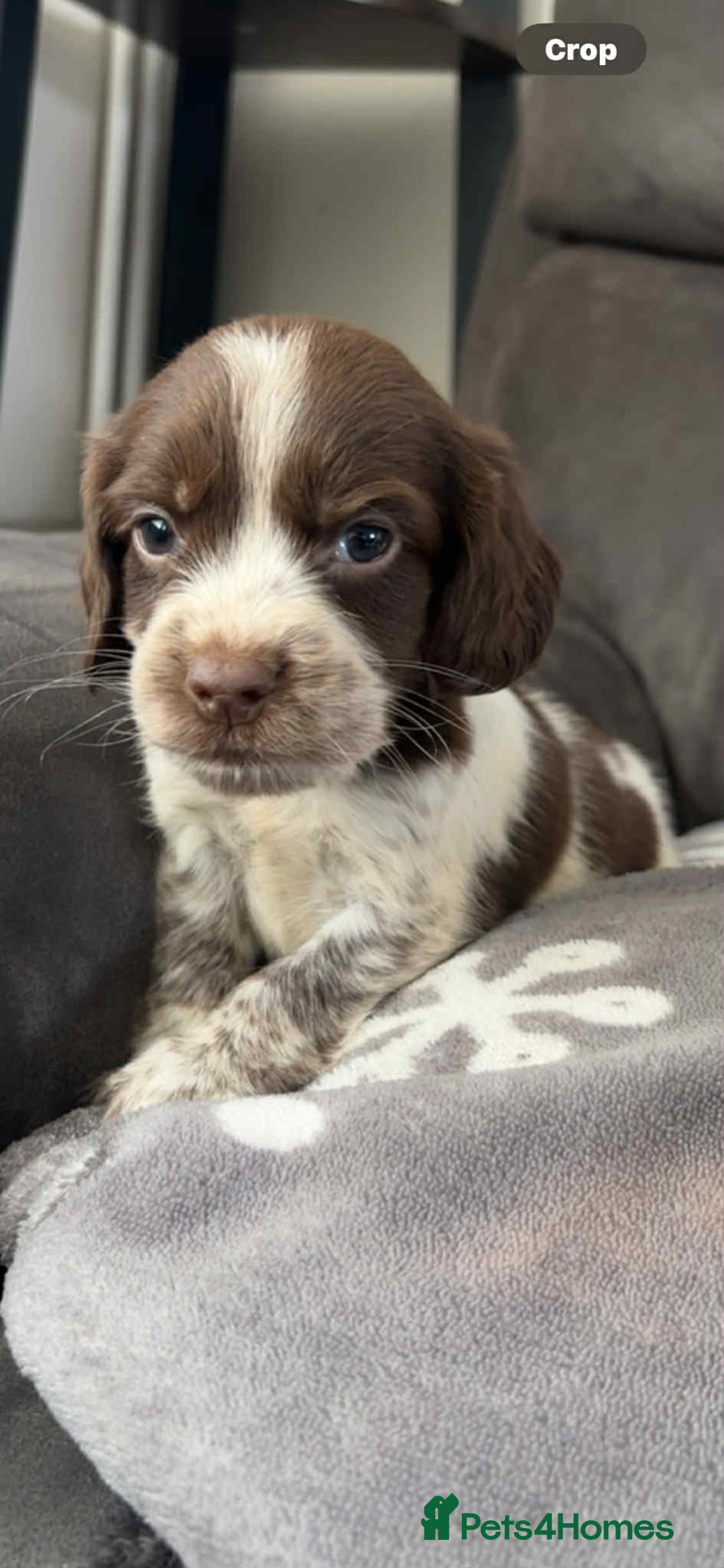 Cocker Spaniel dogs for sale: Cocker Spaniel Puppy’s  - Image 16