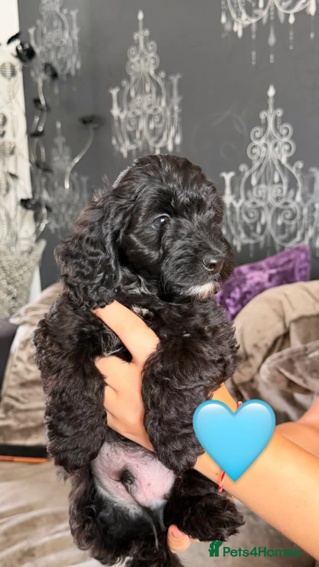 Doxiepoo dogs for sale: Fur Doxipoo Babies  - Advert 10