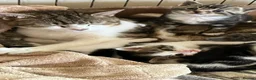 Mixed Breed cats for sale: Gorgeous litter of tabby kittens  in Stroud - Advert 2