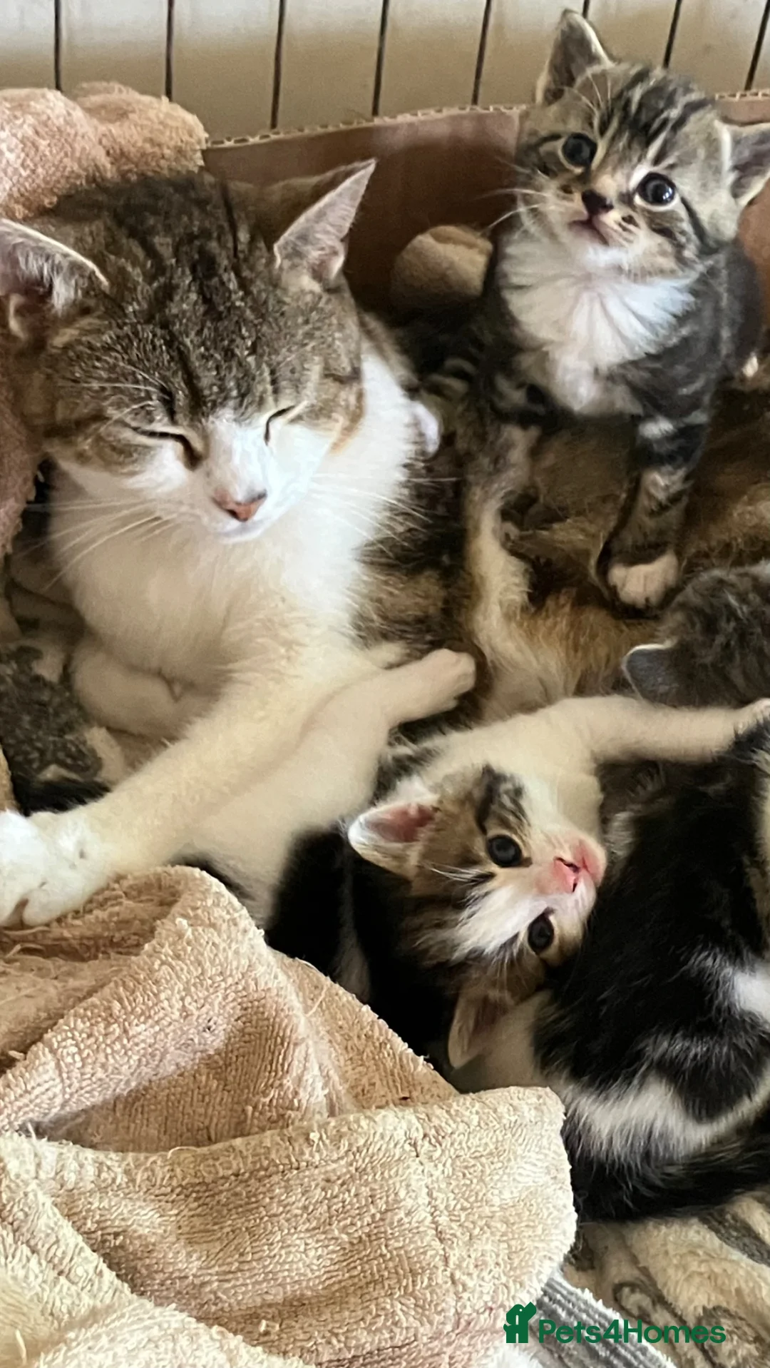 Mixed Breed cats for sale: Gorgeous litter of tabby kittens  in Stroud - Advert 2