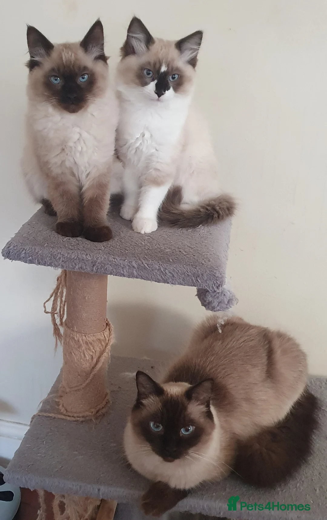 Ragdoll cats for sale: Two Ragdoll kittens Colourpoint and Bicolour - Advert 2